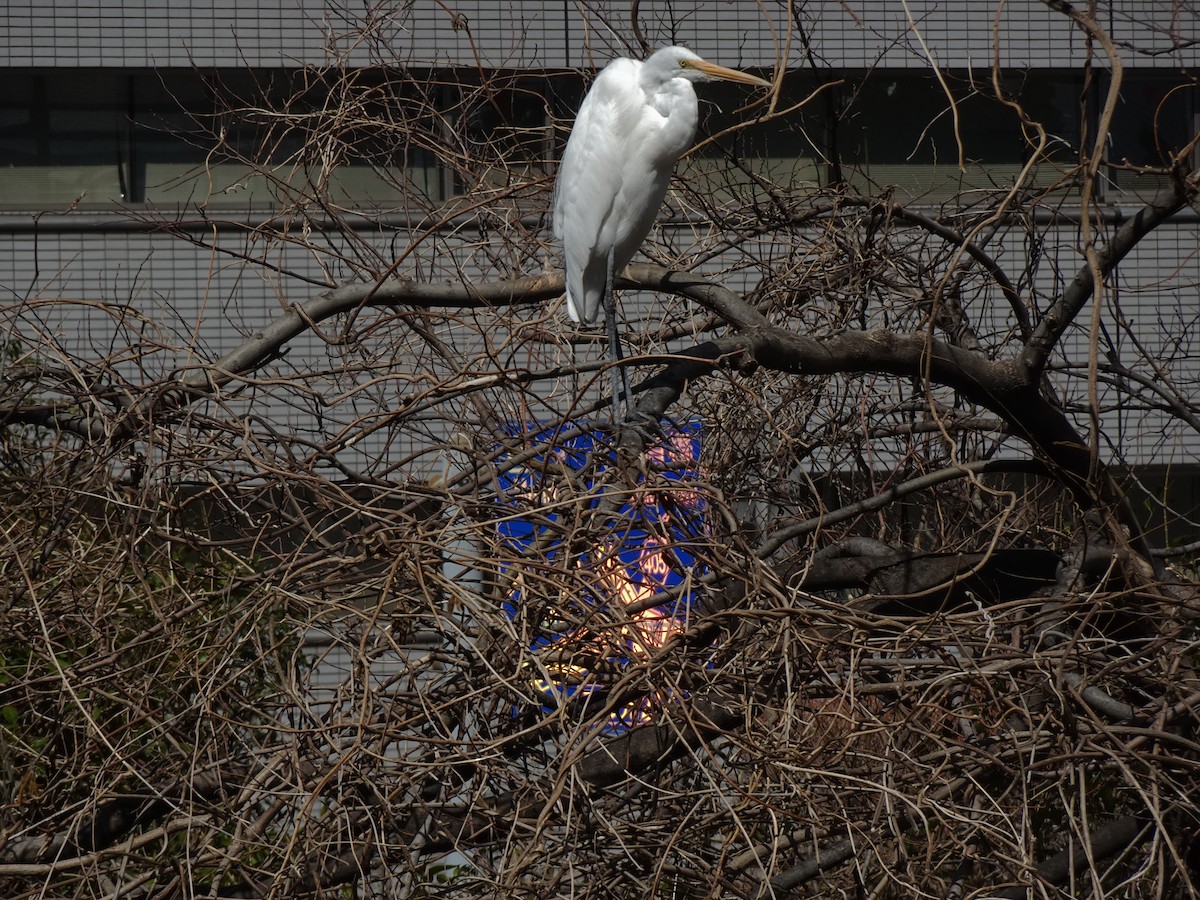 Great Egret - ML623870147