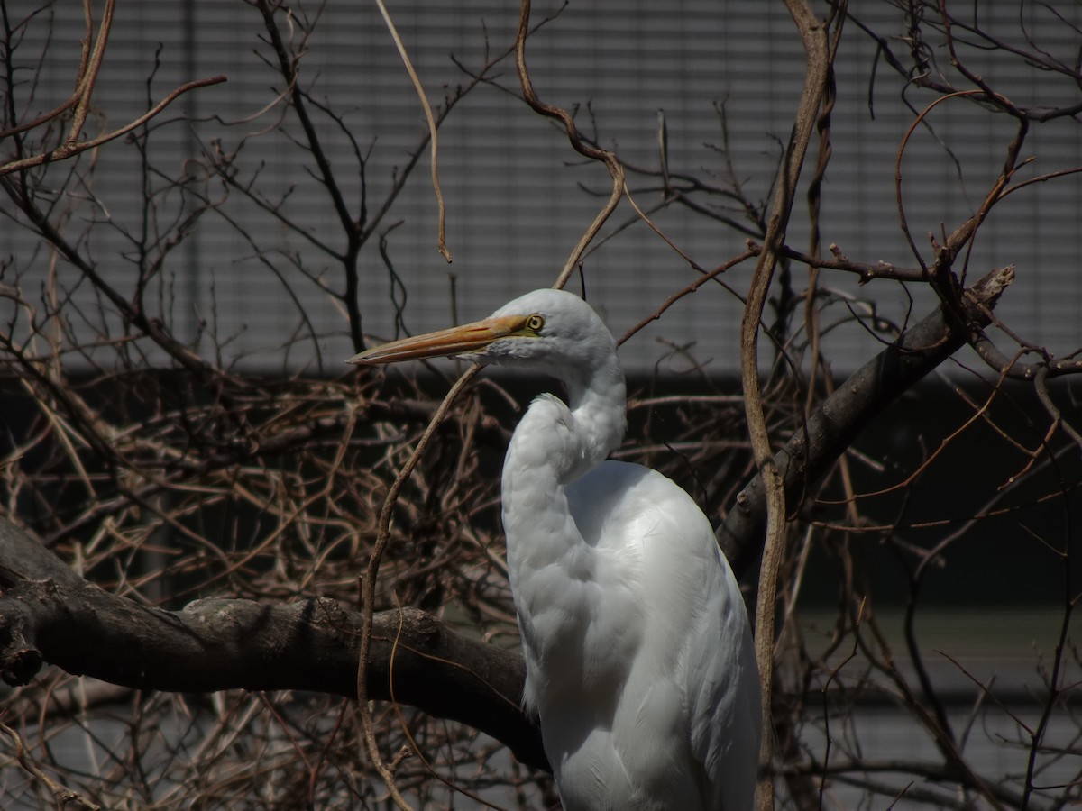 Great Egret - ML623870148