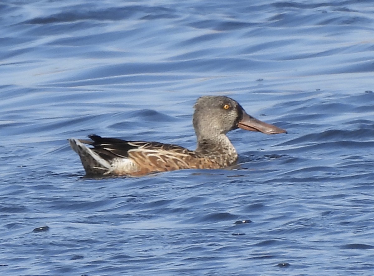 Northern Shoveler - Michelle Bélanger