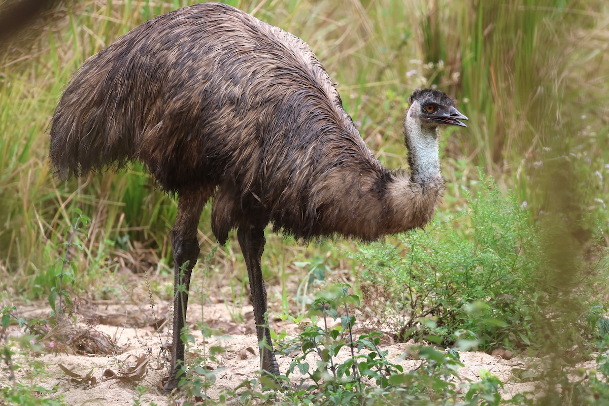 Emu - ML623870220