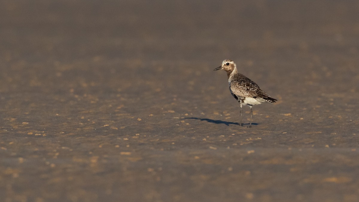 Black-bellied Plover - ML623870246