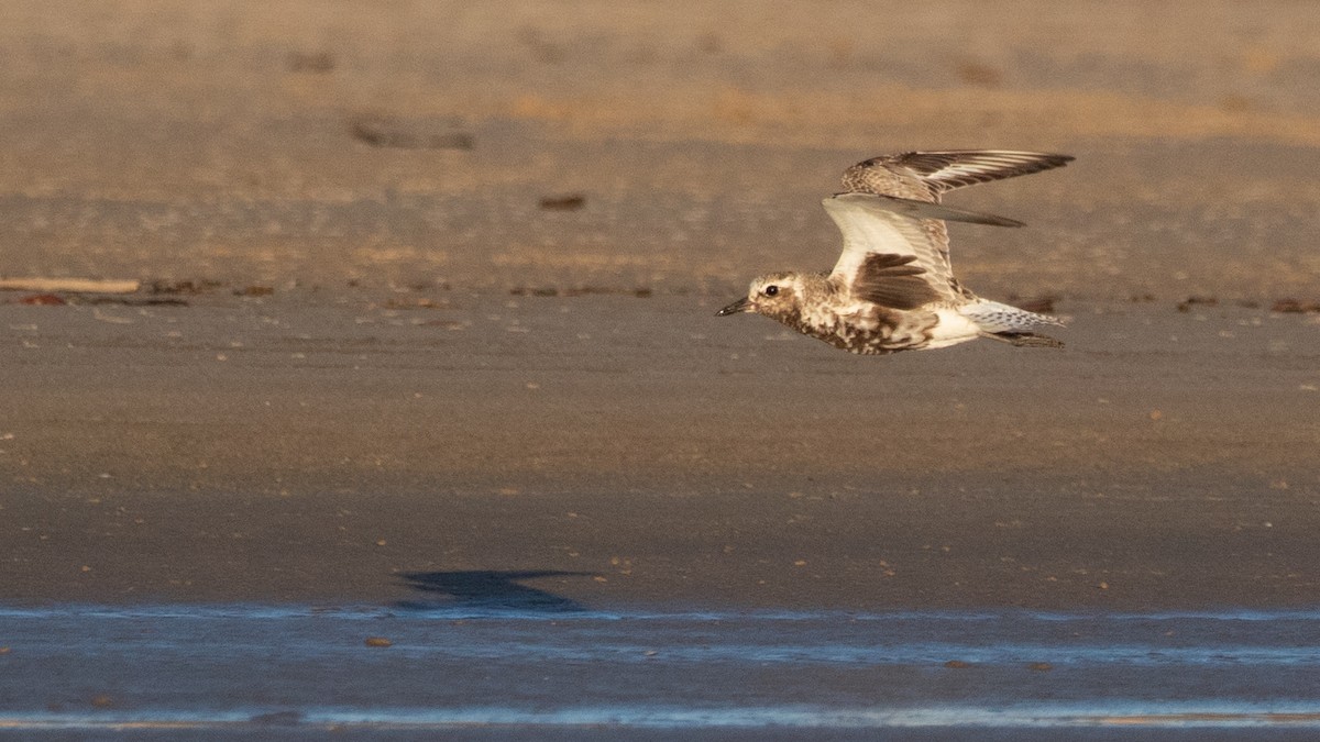 Black-bellied Plover - ML623870248