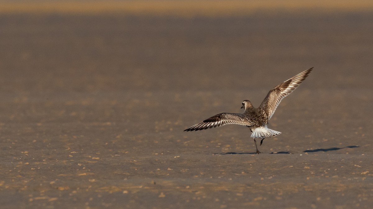 Black-bellied Plover - ML623870249