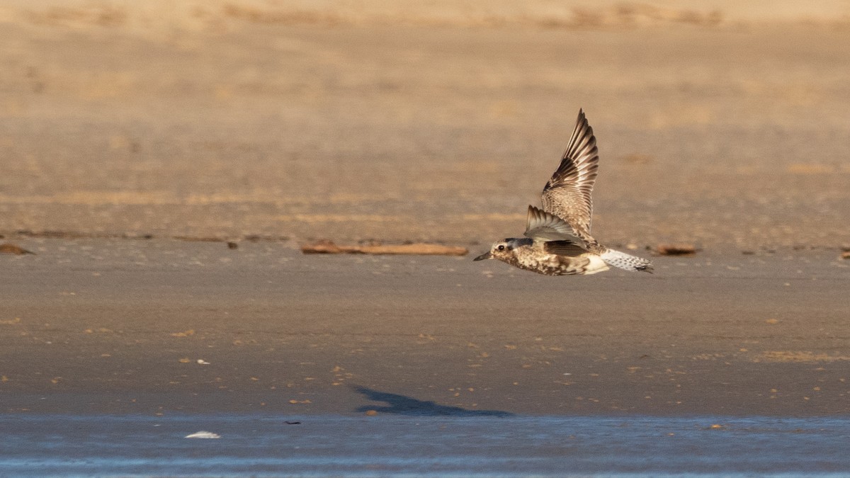 Black-bellied Plover - ML623870250