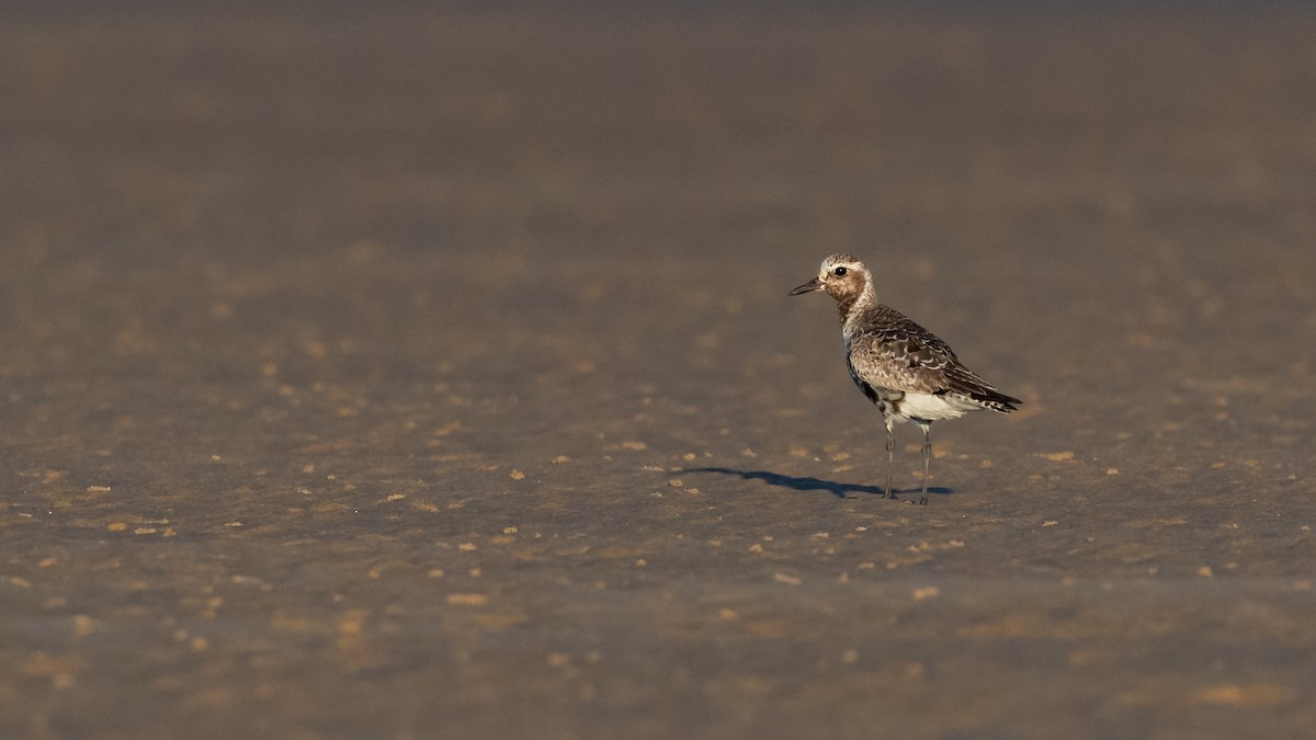 Black-bellied Plover - ML623870251