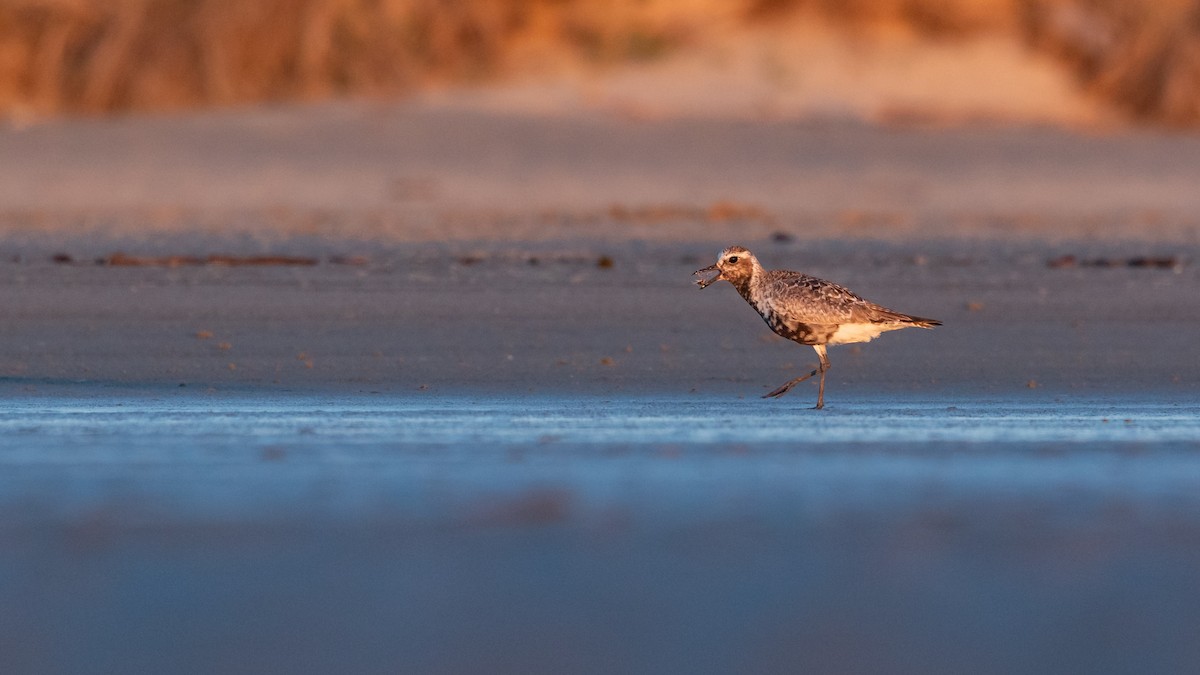 Black-bellied Plover - ML623870252