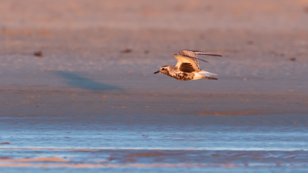 Black-bellied Plover - ML623870253