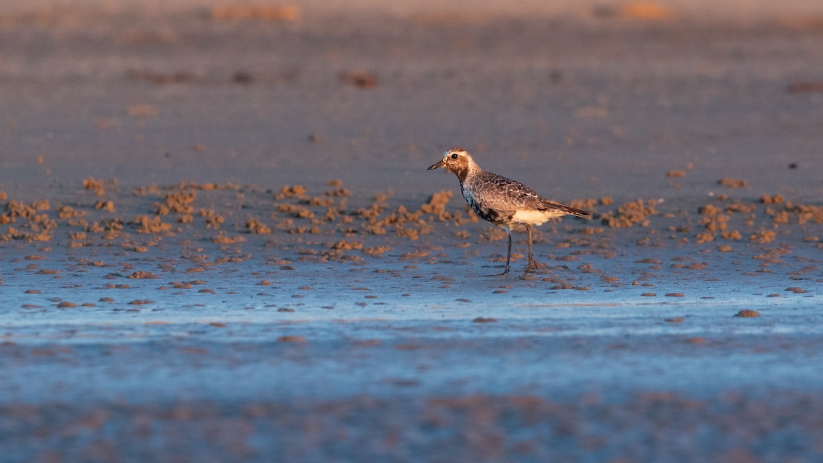 Black-bellied Plover - ML623870254