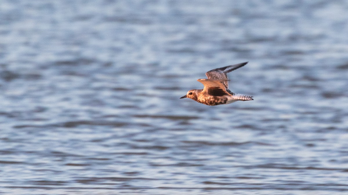 Black-bellied Plover - ML623870255