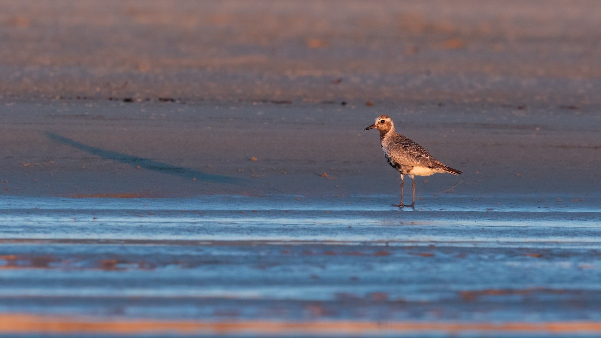 Black-bellied Plover - ML623870256