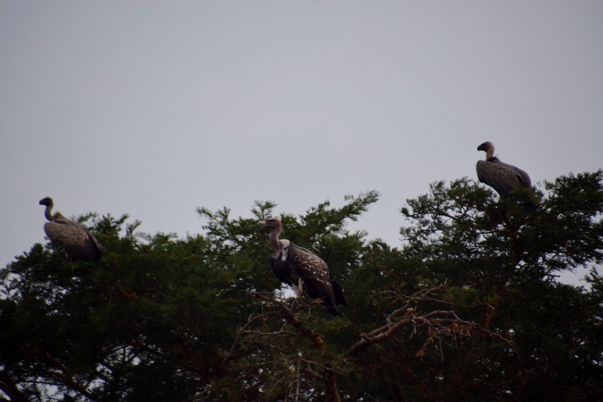 White-backed Vulture - ML623870258