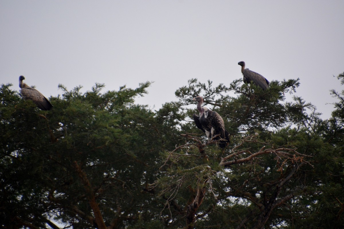 White-backed Vulture - Katie Dustman