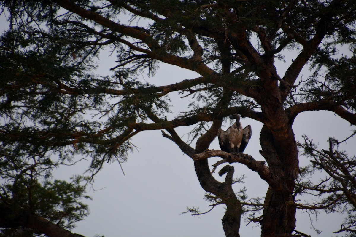 White-backed Vulture - ML623870261