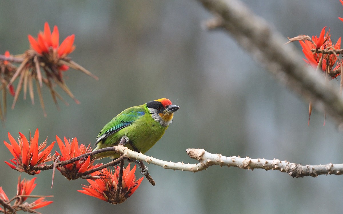 barbet žlutohrdlý - ML623870263