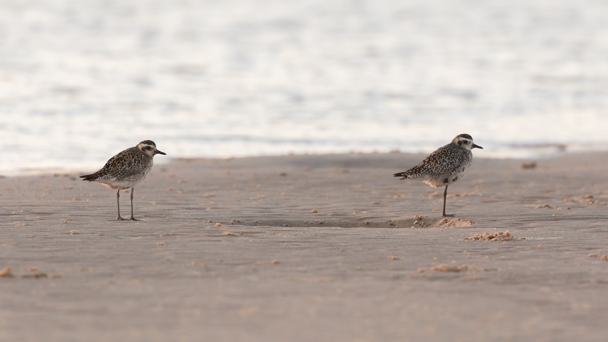 Pacific Golden-Plover - ML623870268