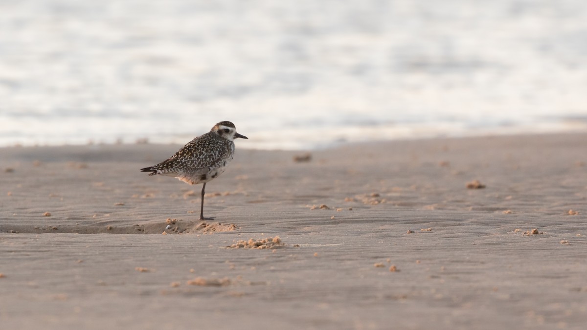 Pacific Golden-Plover - ML623870269