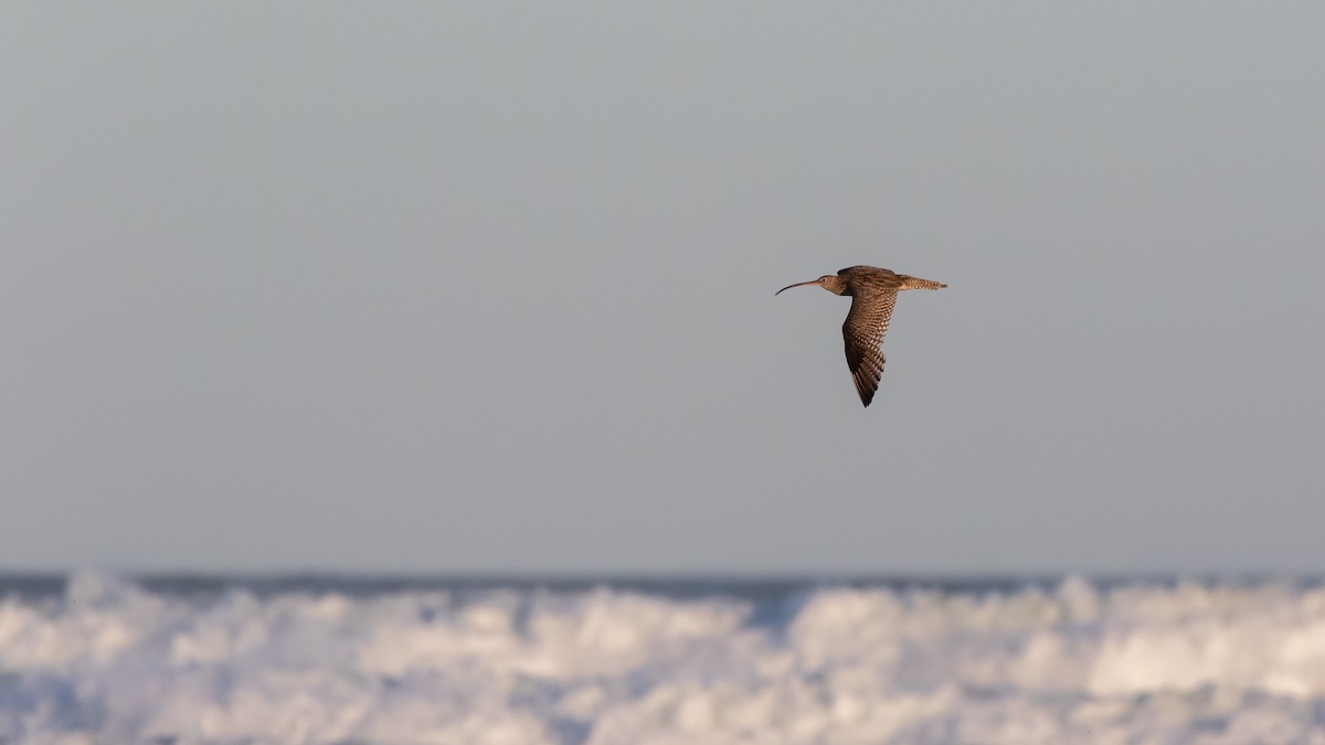 Far Eastern Curlew - ML623870270