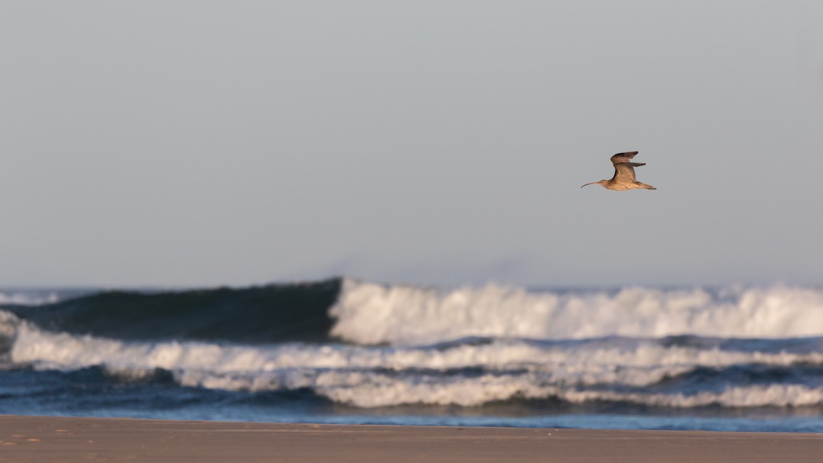 Far Eastern Curlew - ML623870271