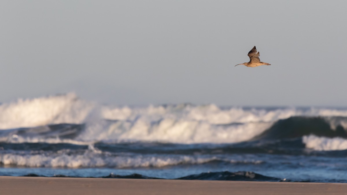 Far Eastern Curlew - ML623870272