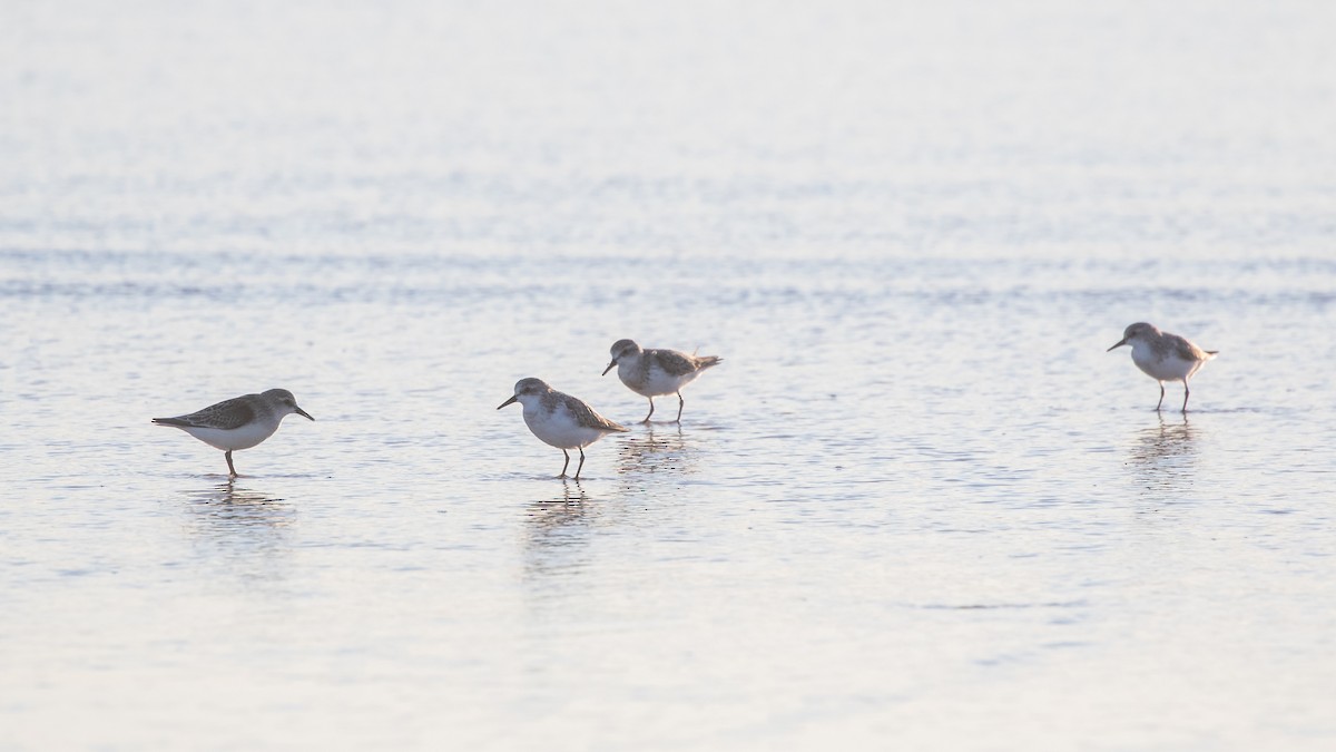 Red-necked Stint - ML623870274