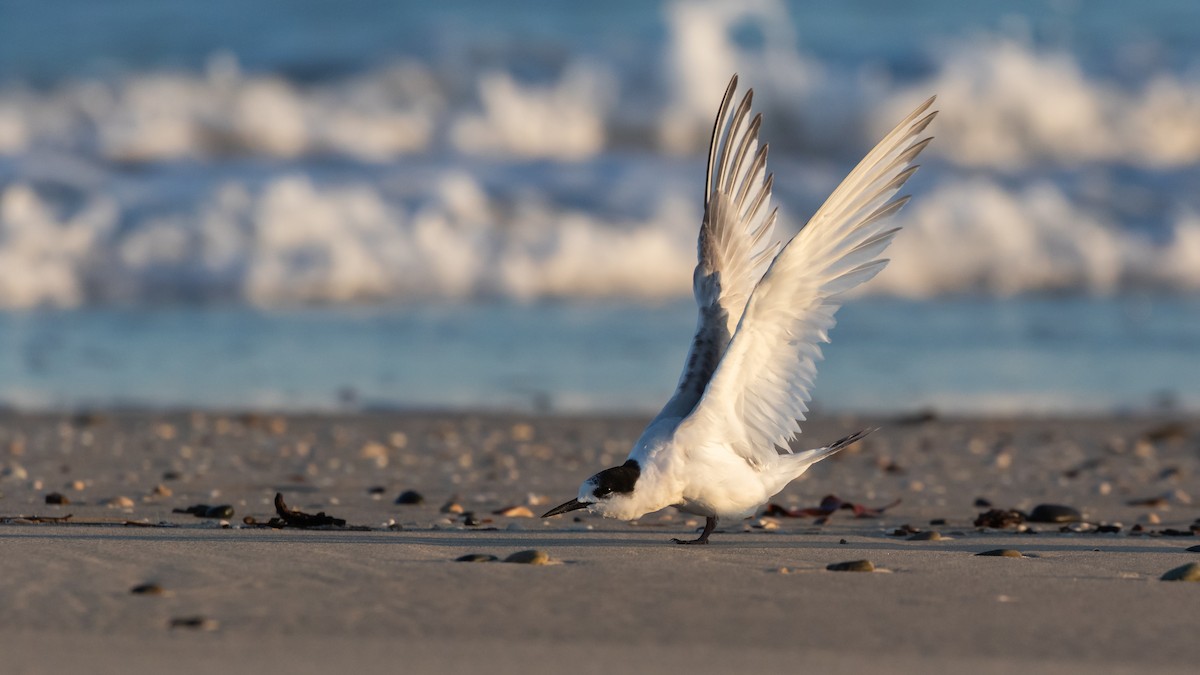 White-fronted Tern - ML623870275