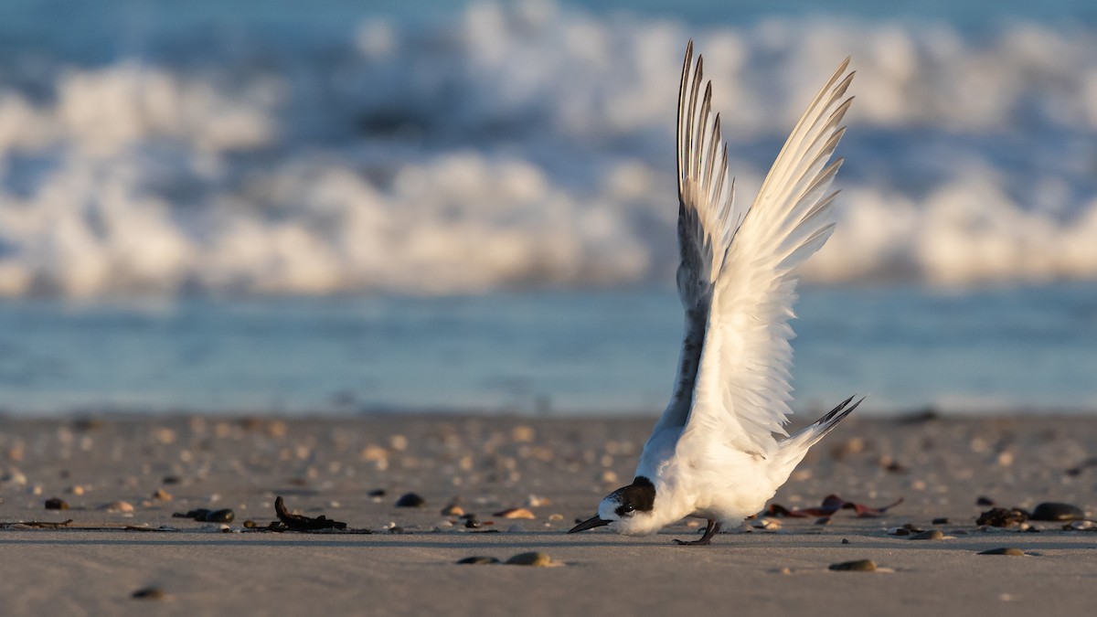 White-fronted Tern - ML623870277