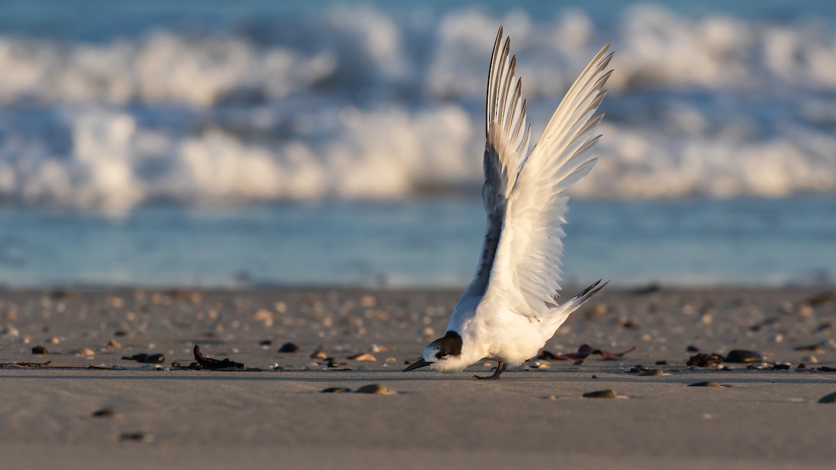 White-fronted Tern - ML623870279