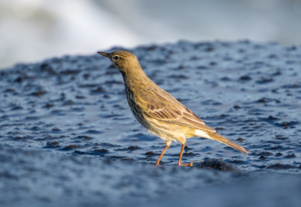 Rock Pipit - ML623870286