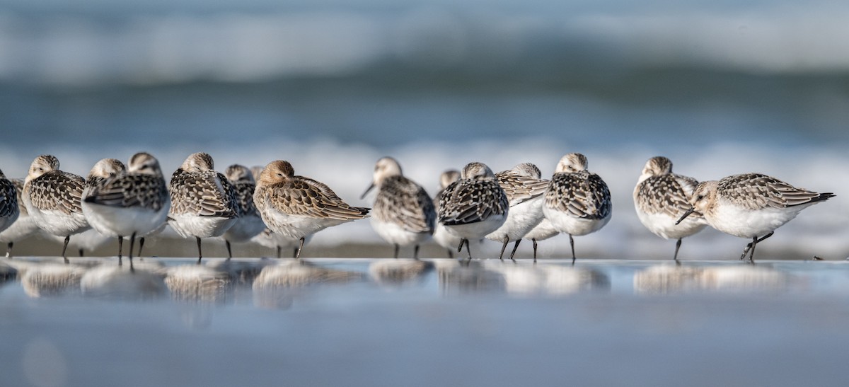Dunlin - ML623870297