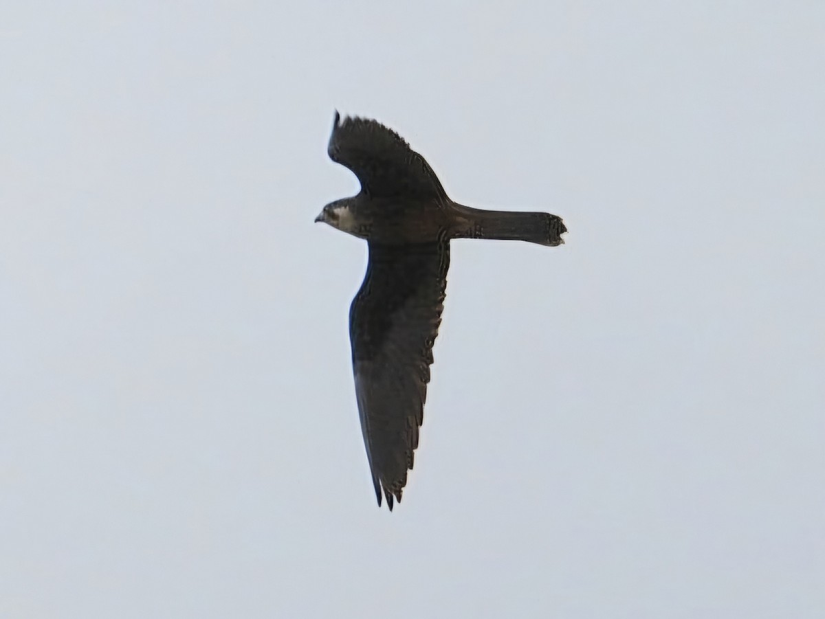 Eleonora's Falcon - ML623870298