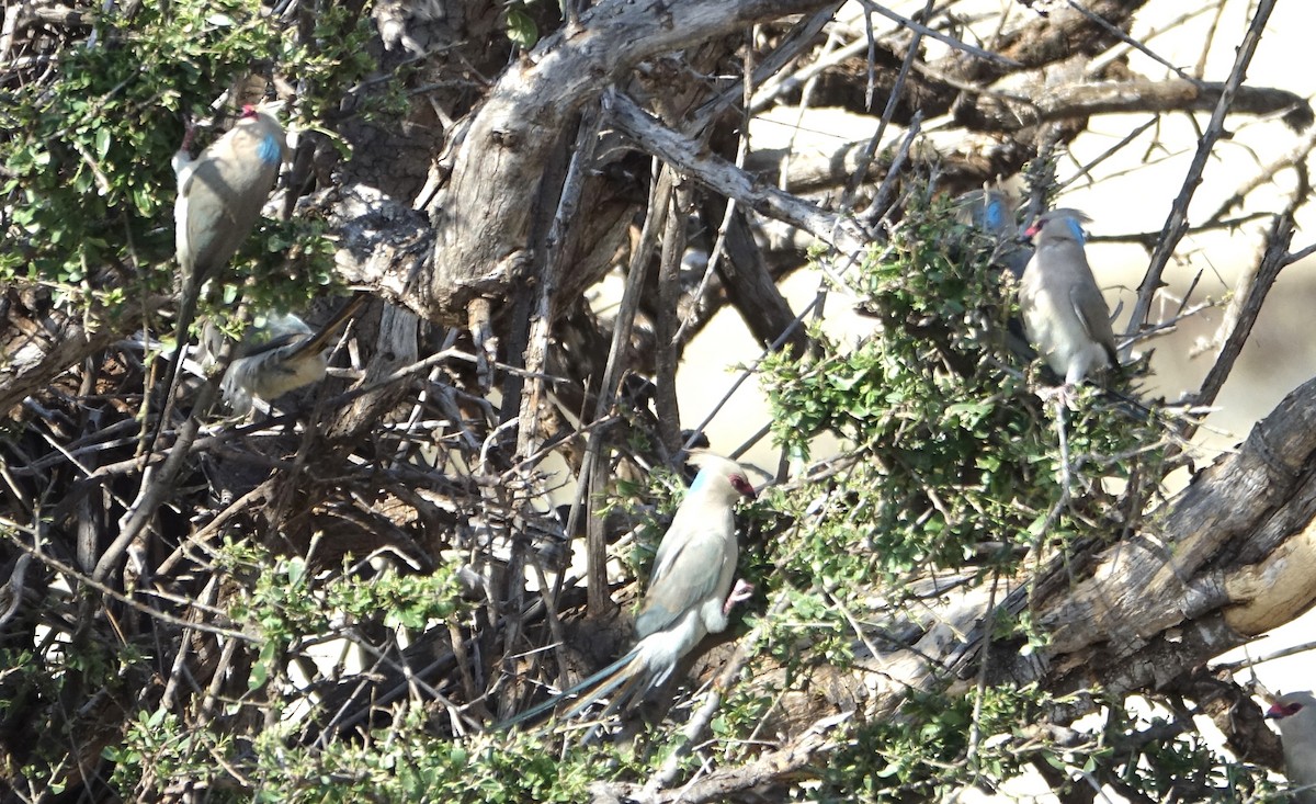 Blue-naped Mousebird - ML623870318