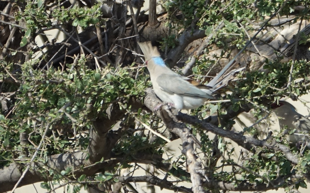 Blue-naped Mousebird - ML623870319