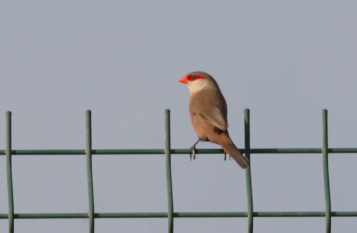 Common Waxbill - ML623870335