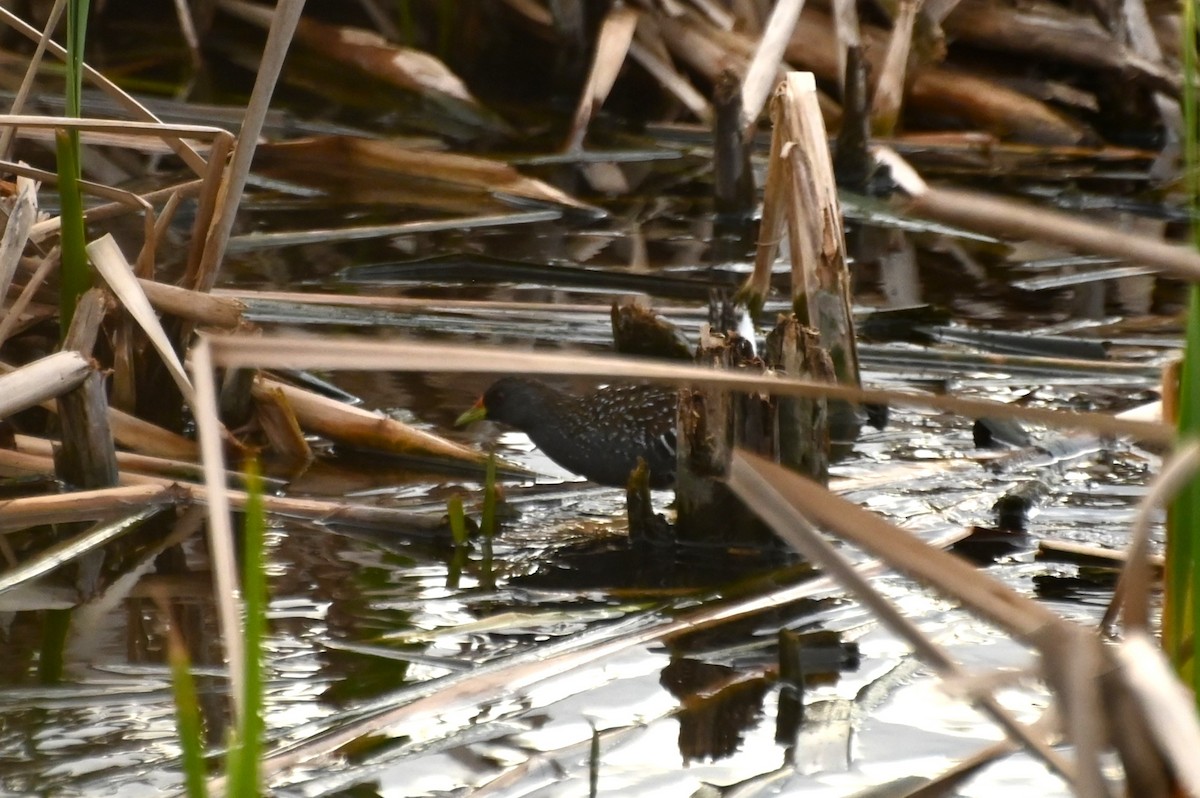 Australian Crake - ML623870337