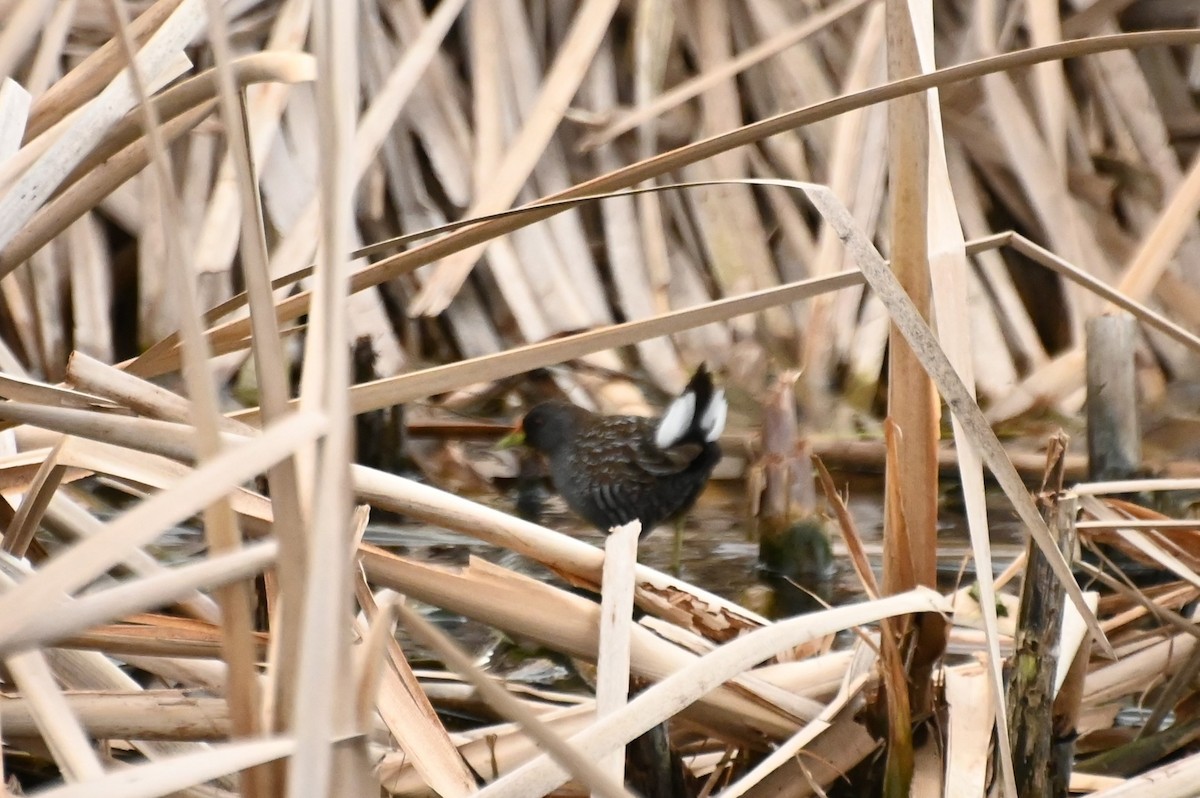 Australian Crake - ML623870338