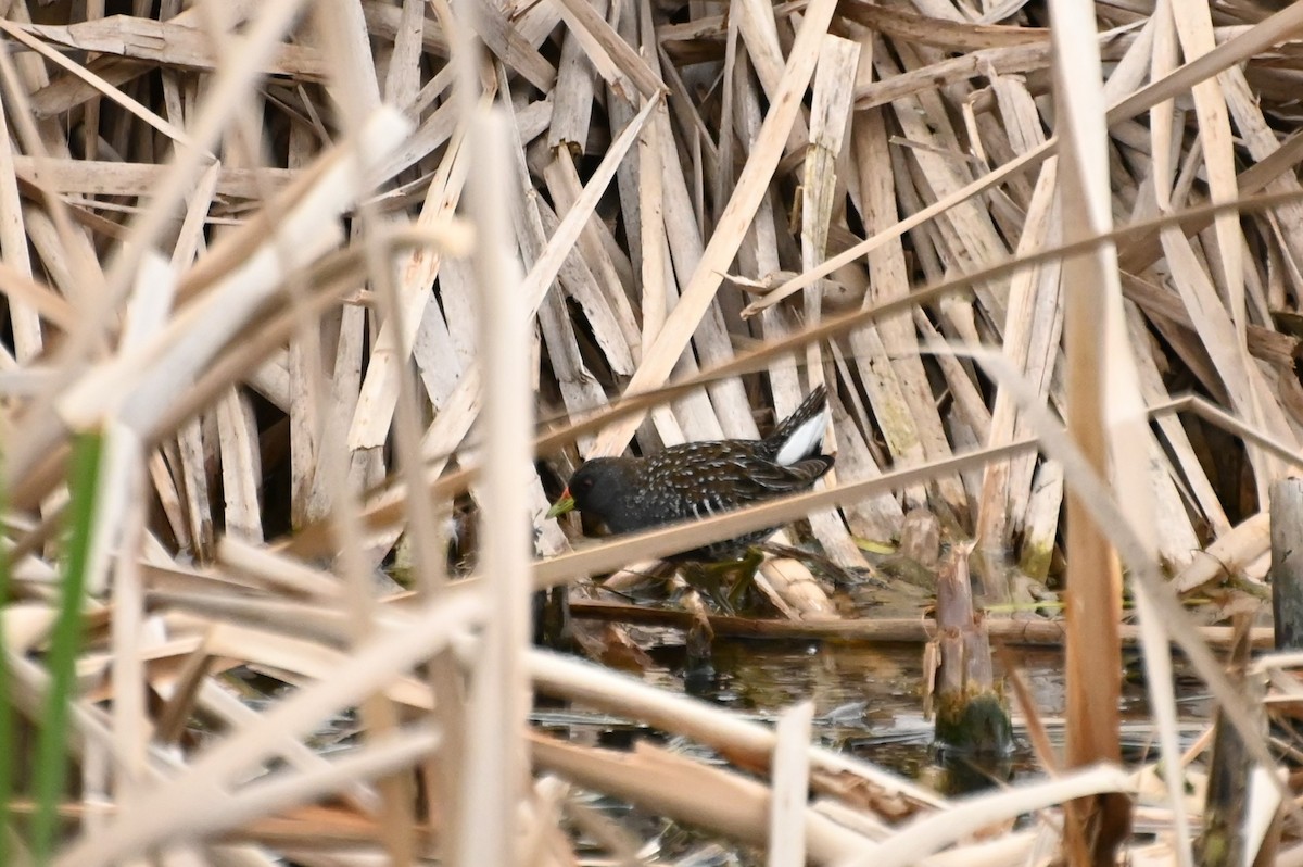 Australian Crake - ML623870339