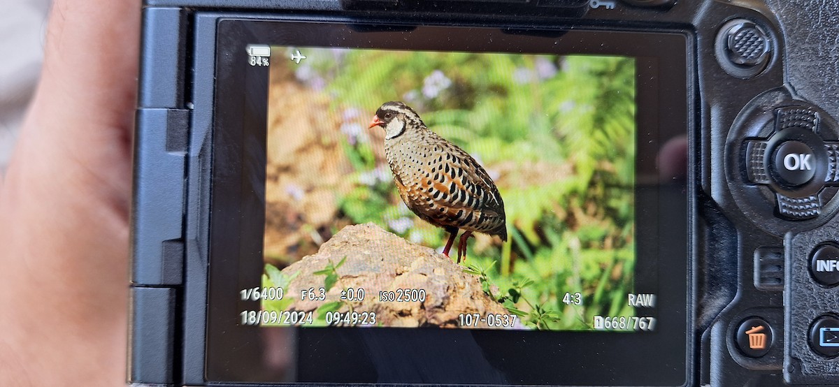 Painted Bush-Quail - ML623870354