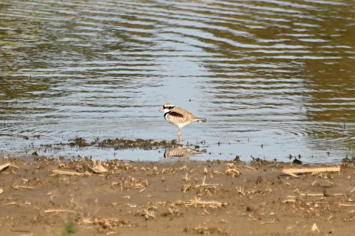 Black-fronted Dotterel - ML623870364