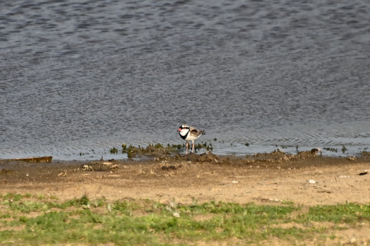 Black-fronted Dotterel - ML623870365