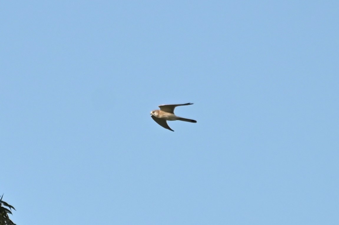Nankeen Kestrel - ML623870367
