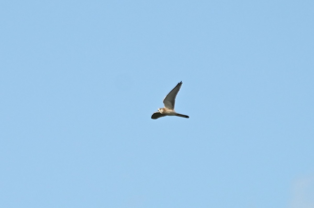 Nankeen Kestrel - ML623870368