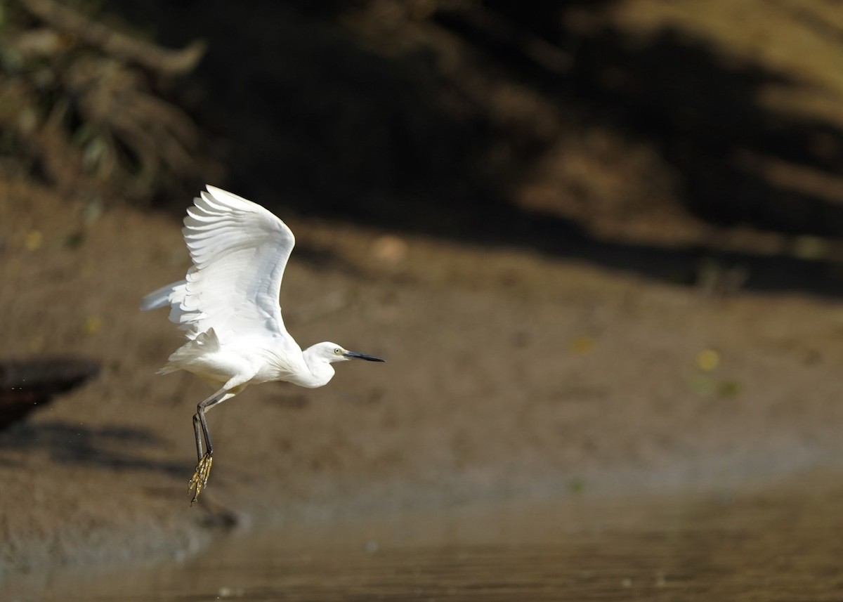 Little Egret - ML623870387