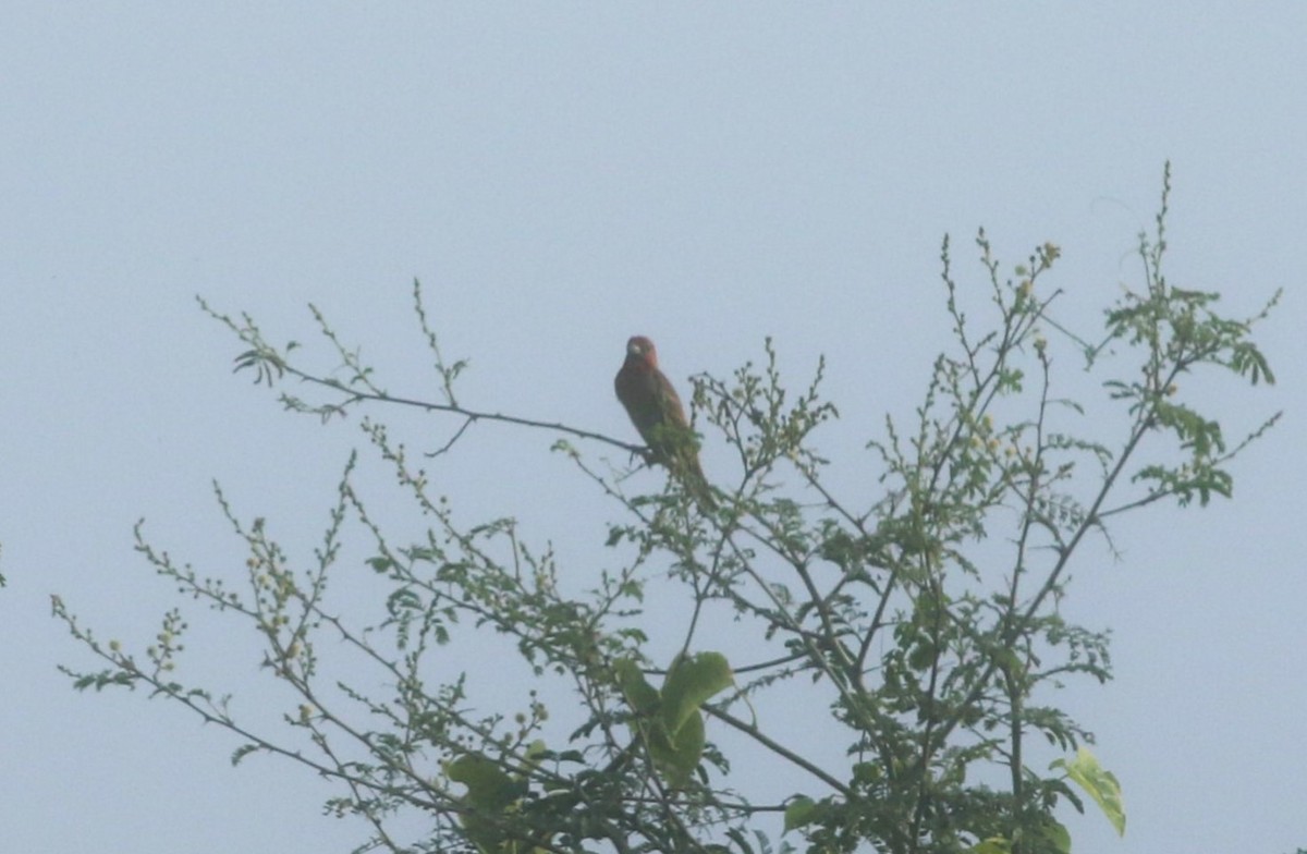 Common Rosefinch - ML623870396