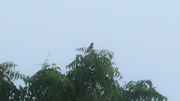 Common Rosefinch - ML623870397