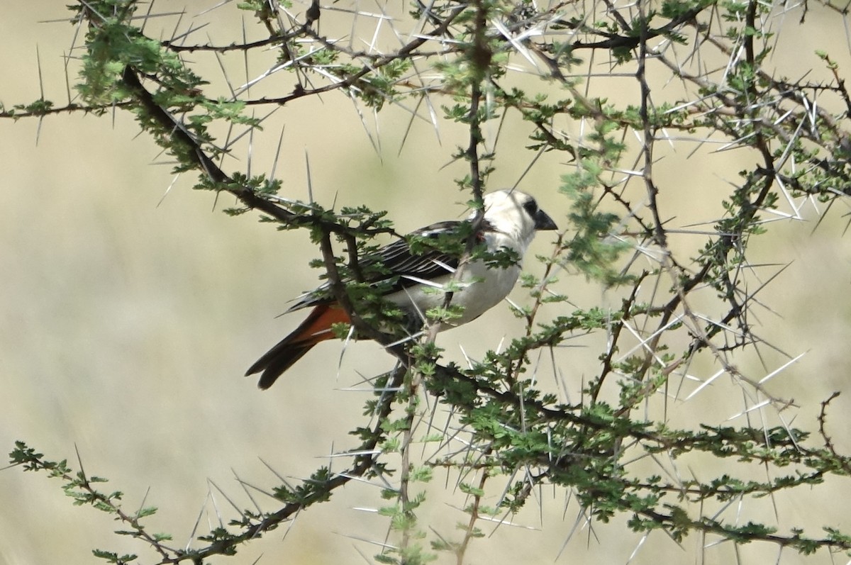 White-browed Sparrow-Weaver - ML623870408