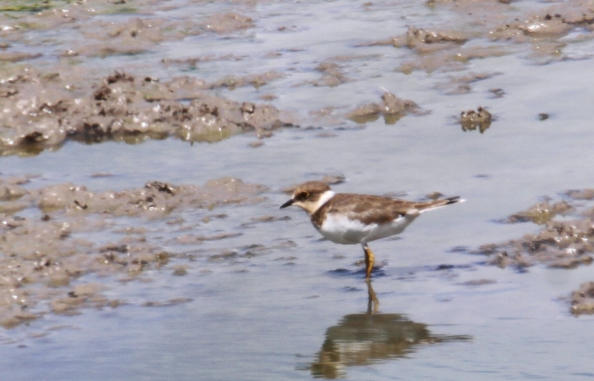 Little Ringed Plover - yuda siliki