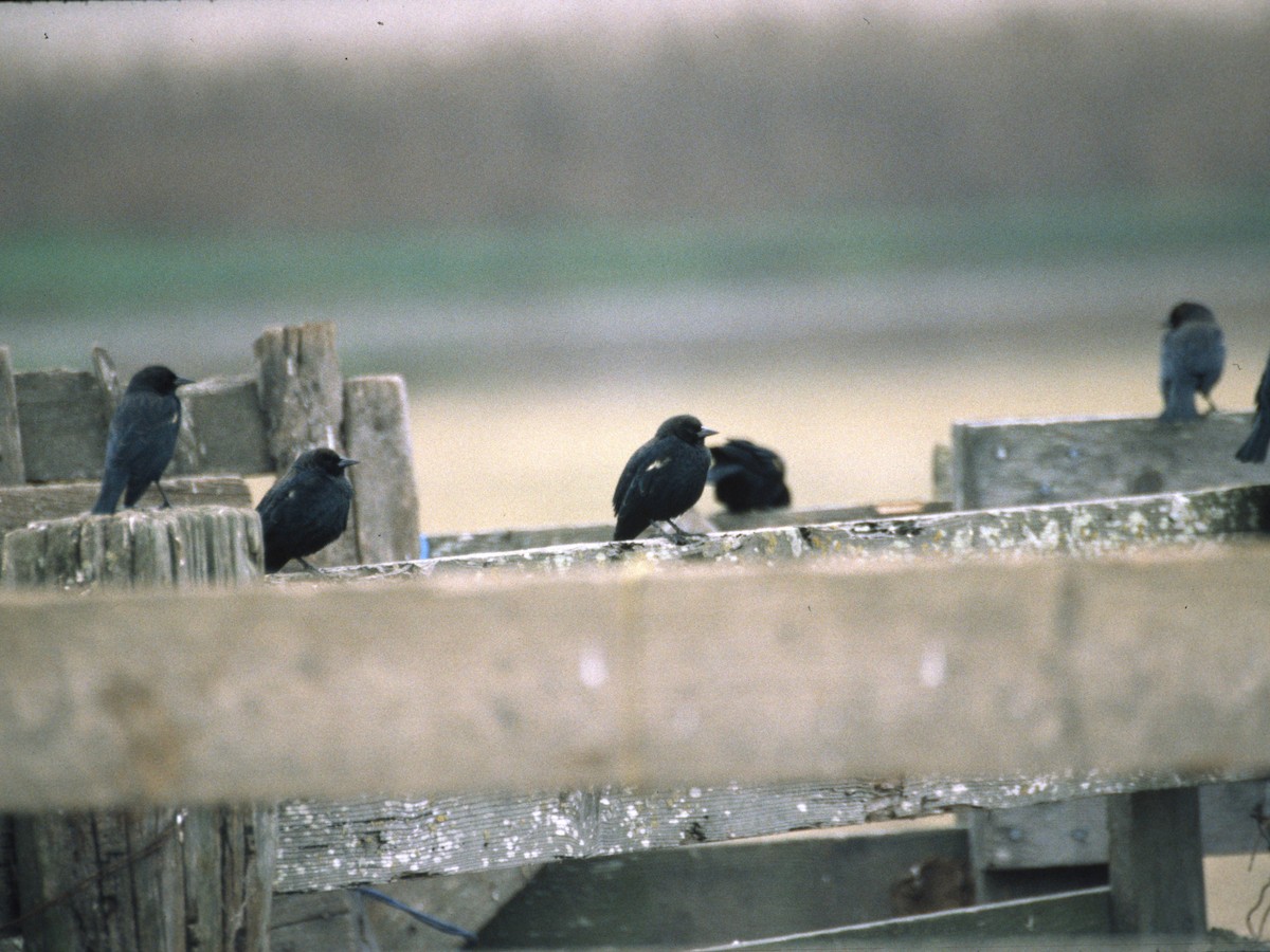 Tricolored Blackbird - ML623870435