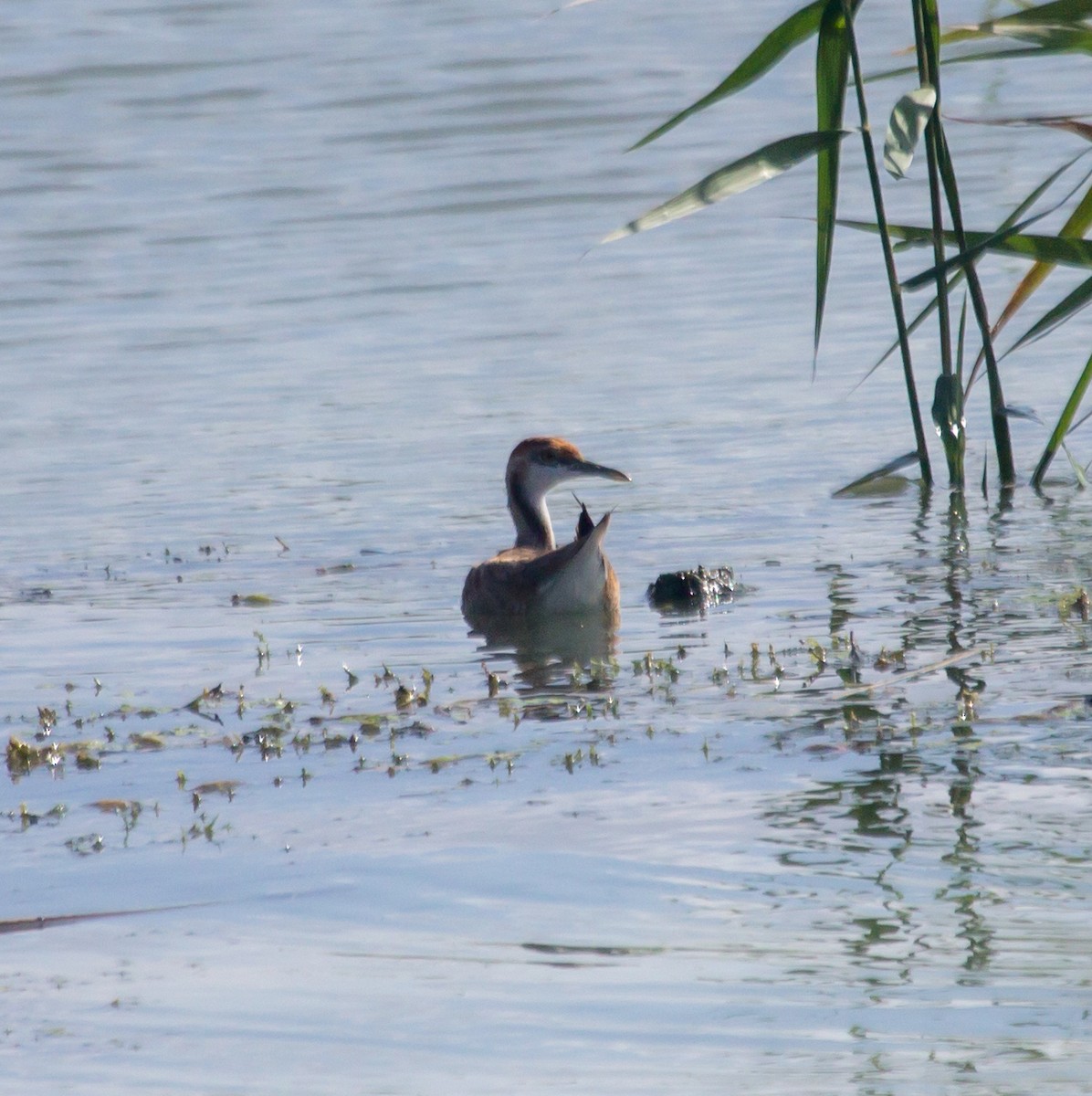 Pheasant-tailed Jacana - ML623870474