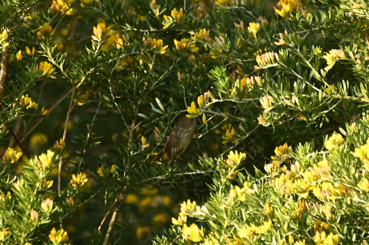 Brown Thornbill - Melissa Allen