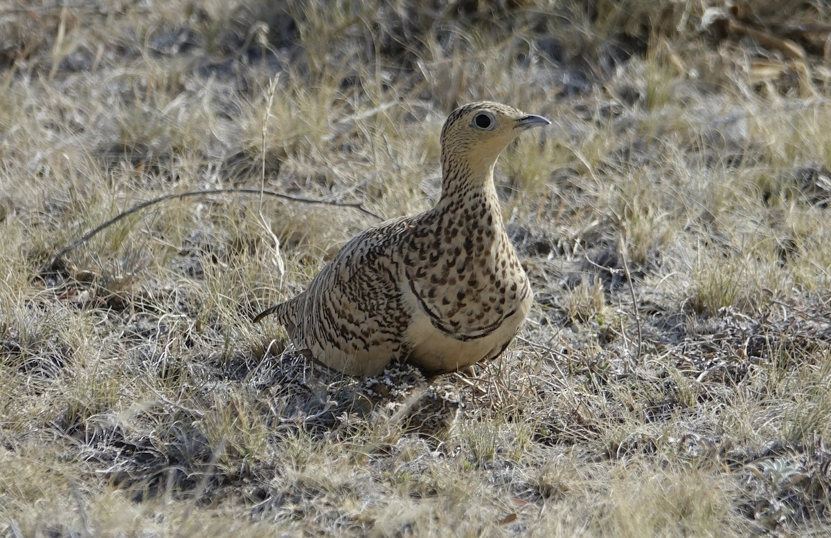 Chestnut-bellied Sandgrouse - ML623870512